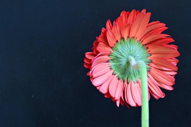 yakın plan - Gerbera çiçeğinin siyah arkaplanda görüntüsü