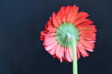 yakın plan - Gerbera çiçeğinin siyah arkaplanda görüntüsü
