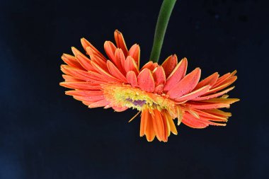 yakın plan - Gerbera çiçeğinin siyah arkaplanda görüntüsü