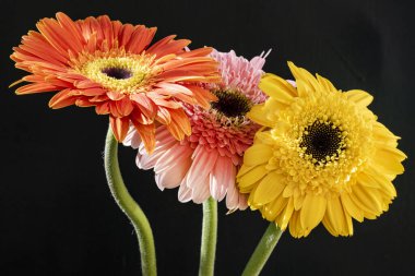 Siyah arka planda renkli Gerbera çiçekleri