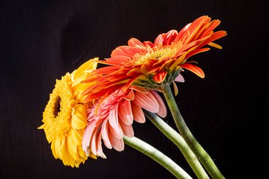 Siyah arka planda renkli Gerbera çiçekleri