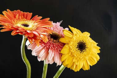 Siyah arka planda renkli Gerbera çiçekleri