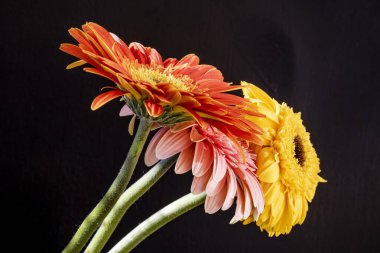 Siyah arka planda renkli Gerbera çiçekleri