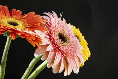 Siyah arka planda renkli Gerbera çiçekleri