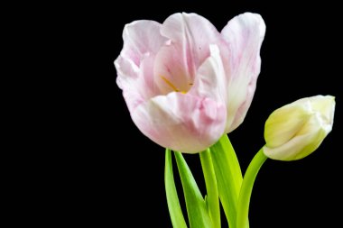 Güzel pembe lale çiçekleri siyah arka planda izole edilmiş. 