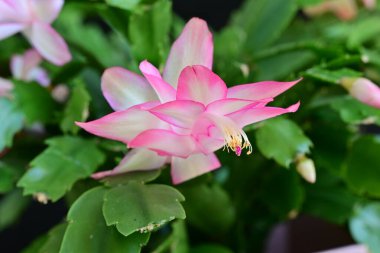 Pembe Schlumbergera çiçekleri koyu arkaplanı kapatır 