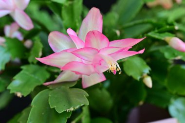 Pembe Schlumbergera çiçekleri koyu arkaplanı kapatır 