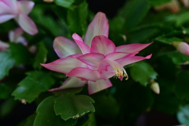 Pembe Schlumbergera çiçekleri koyu arkaplanı kapatır 