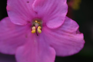 açık büyüyen çiçeklerin yakın çekim