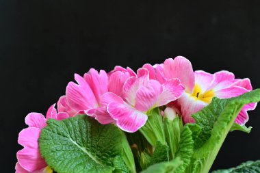 Koyu arkaplanda güzel primula çiçekleri