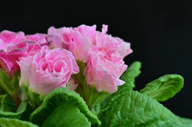 Koyu arkaplanda güzel primula çiçekleri