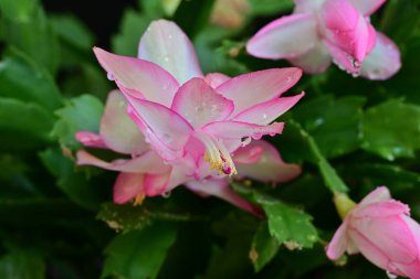 Pembe Schlumbergera çiçekleri koyu arkaplanı kapatır 