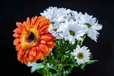 güzel kasımpatı ve gerbera çiçekleri yakın plan siyah arkaplanda