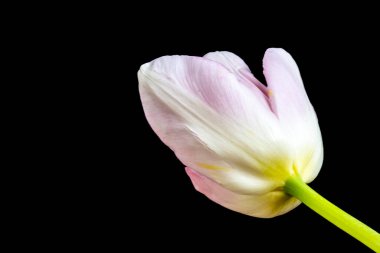 Siyah arka planda güzel pembe lale.