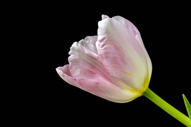 Siyah arka planda güzel pembe lale.