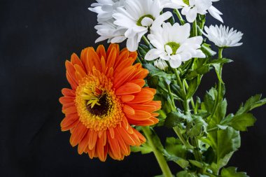 güzel kasımpatı ve gerbera çiçekleri yakın plan siyah arkaplanda