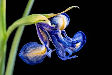 Siyah arkaplanda mavi iris çiçeği 