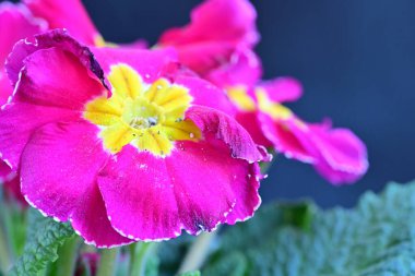 Koyu arkaplanda güzel primula çiçekleri