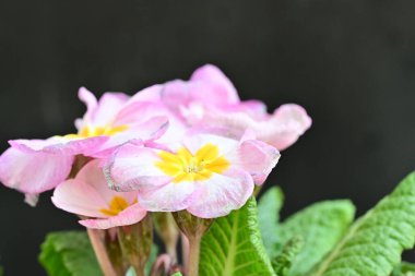 Koyu arkaplanda güzel primula çiçekleri