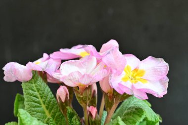 Koyu arkaplanda güzel primula çiçekleri