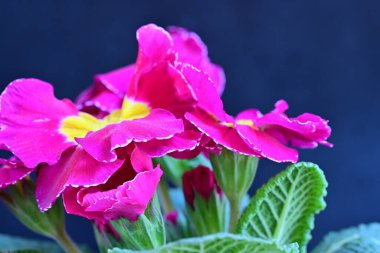 Koyu arkaplanda güzel primula çiçekleri