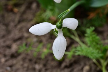 İlkbaharda kardamlaları kapanıyor 