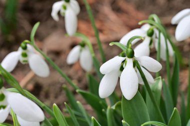 Ormandaki beyaz kardelen çiçekleri kapatın.   