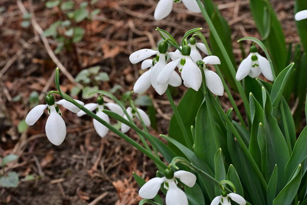 snowdrops flowers in spring close up 