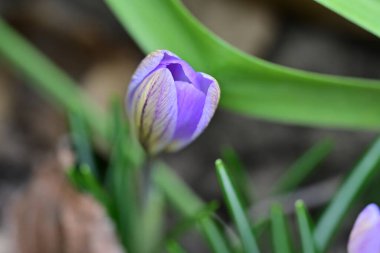 Bahçede bahar çiçeği var. Kapatın. 