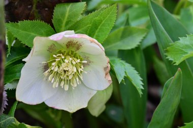 açık büyüyen çiçeklerin yakın çekim