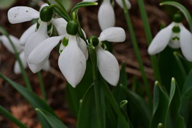 Beyaz kardelen çiçekleri kapanıyor 