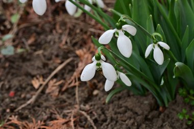 Beyaz kardelen çiçekleri kapanıyor 
