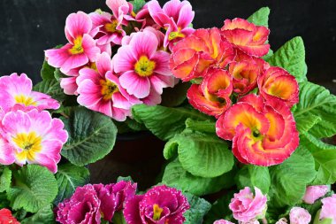 Koyu arkaplanda güzel primula çiçeklerini kapat 