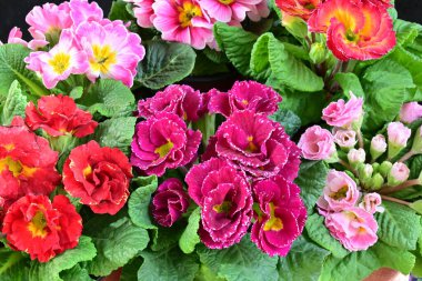 Koyu arkaplanda güzel primula çiçeklerini kapat 