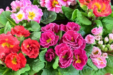 Koyu arkaplanda güzel primula çiçeklerini kapat 