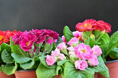 Koyu arkaplanda güzel primula çiçeklerini kapat 