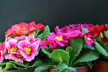 Koyu arkaplanda güzel primula çiçeklerini kapat 