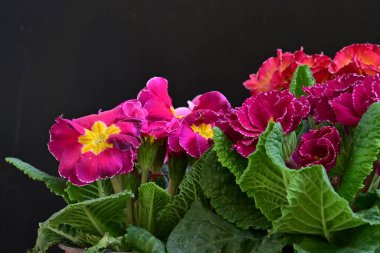 Koyu arkaplanda güzel primula çiçeklerini kapat 