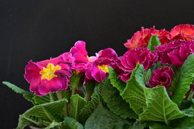 Koyu arkaplanda güzel primula çiçeklerini kapat 