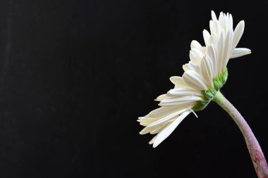 Siyah arka planda güzel Gerbera çiçeğini kapat.