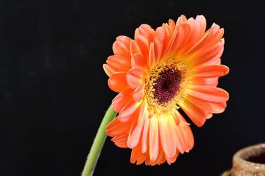 Siyah arka planda güzel Gerbera çiçeğini kapat.