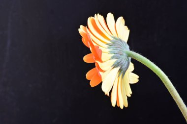 Siyah arka planda güzel Gerbera çiçeğini kapat.