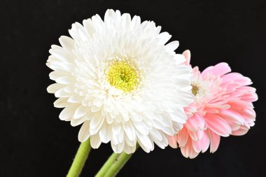 Siyah arka planda güzel Gerbera çiçekleri 