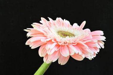 Siyah arka planda güzel Gerbera çiçeğini kapat.