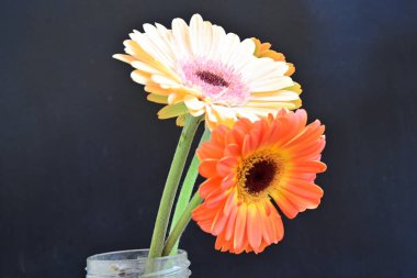 Siyah arka planda güzel Gerbera çiçekleri 