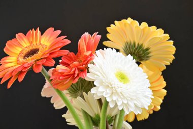 Siyah arka planda güzel Gerbera çiçekleri