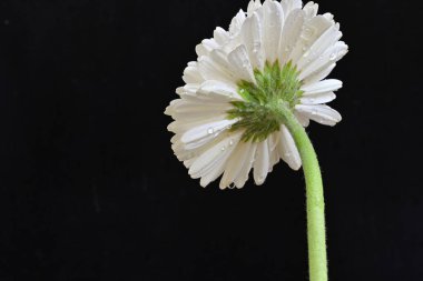 Siyah arka planda güzel Gerbera çiçeğini kapat.