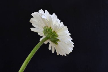 Siyah arka planda güzel Gerbera çiçeğini kapat.