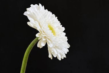 Siyah arka planda güzel Gerbera çiçeğini kapat.