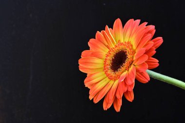 Siyah arka planda güzel Gerbera çiçeğini kapat.